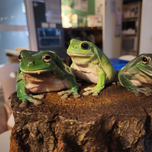 Pet green frogs - Rosebud Childcare and Kindy - Mornington Peninsula